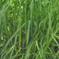 Katzengras Samen