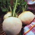 Steckrübe Snowball Samen