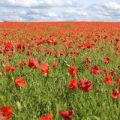 Klatschmohn Samen