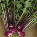 Steckrübe Purple Top Milan Samen