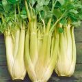 Staudensellerie Golden Self Blanching Samen