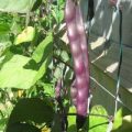 Stangenbohne A Cosse Violette Samen