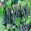 Stangenbohne Purple Teepee Samen