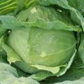 Kohl Enkhuizen Glory Samen