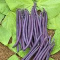 Stangenbohne Amethyst Samen