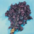 Sesamblatt Shiso Red Samen
