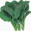 Senfspinat Komatsuna Green Boy Samen