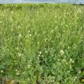 Senfsalat Texel Greens Samen