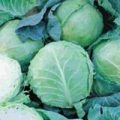 Kohl Holland Late Winter Samen