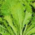Senf Curly Leaf Southern Giant Samen