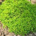 Thymian Common Samen