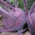Kohlrabi Delicacy Samen