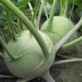 Kohlrabi Delicacy White Samen