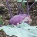 Kohlrabi Purple Vienna Samen