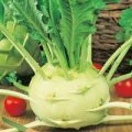 Kohlrabi Superschmelz Samen