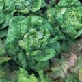 Kopfsalat All Year Round Samen