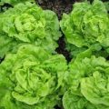 Kopfsalat Tom Thumb Samen