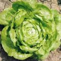 Kopfsalat Arctic King Samen