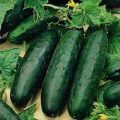 Schlangengurke Marketmore 76 Samen