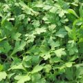 Kresse Greek Samen