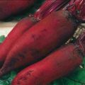 Rote Beete Forono Samen