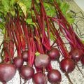 Rote Beete Bonel Samen