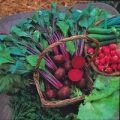 Rote Beete Bolthardy Samen