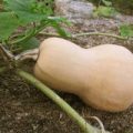 Kürbis Waltham Butternut Samen