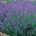 Lavendel Common English Samen