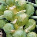 Rosenkohl Early Half Tall Samen