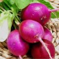 Radieschen Purple Plum Samen
