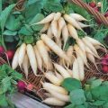 Radieschen Long White Icicle Samen