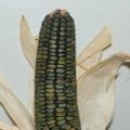Mais Oaxacan Green Samen