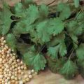 Koriander Cilantro Samen