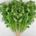 Koriander Green Aroma Samen