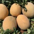 Melone Ananas Samen