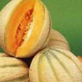 Melone Hales Best Jumbo Samen