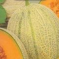 Melone Retato Degli Ortolani Samen