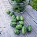 Mexikanische Minimelone Cucamelon Samen