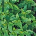 Minze Spearmint Samen