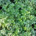 Oregano Classic Samen
