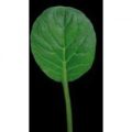 Pak Choi Green Samen