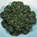 Pak Choi Rosette Tatsoi Samen