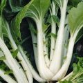 Pak Choi Taisai Samen