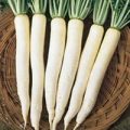 Radieschen China White Winter Samen