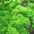 Petersilie Triple Moss Curled Samen