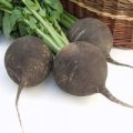 Radieschen Black Spanish Round Samen