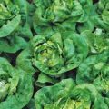 Kopfsalat Buttercrunch