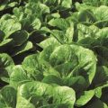 Kopfsalat Claremont