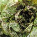 Kopfsalat Freckles